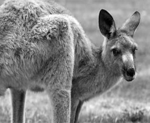 grey kangaroo 5