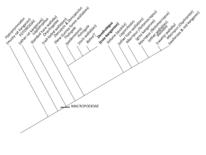 roo evolution tree -1024x768